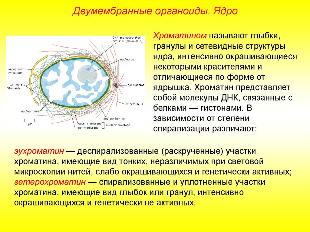 Органоид клетки ядро функции. Ядро двумембранный органоид строение и функции. Строение двумембранные органоиды структуры ядро, ядро. Органоид ядро строение ядра. Хроматин функции органоида.