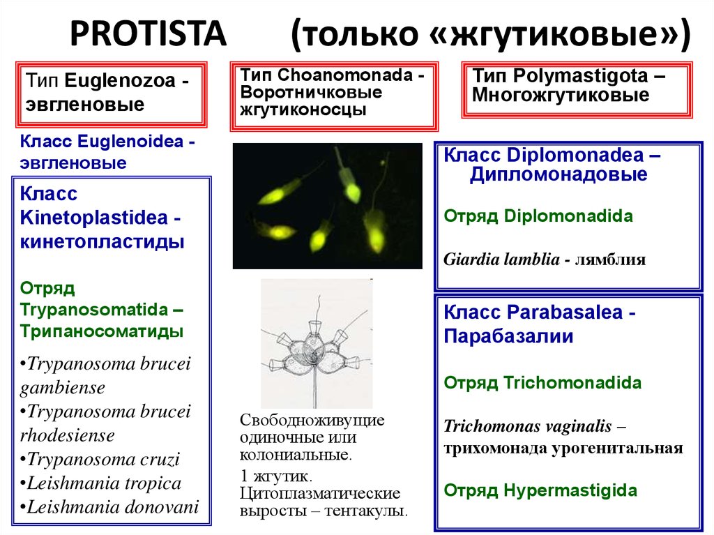 Термиты и жгутиковые тип взаимоотношений