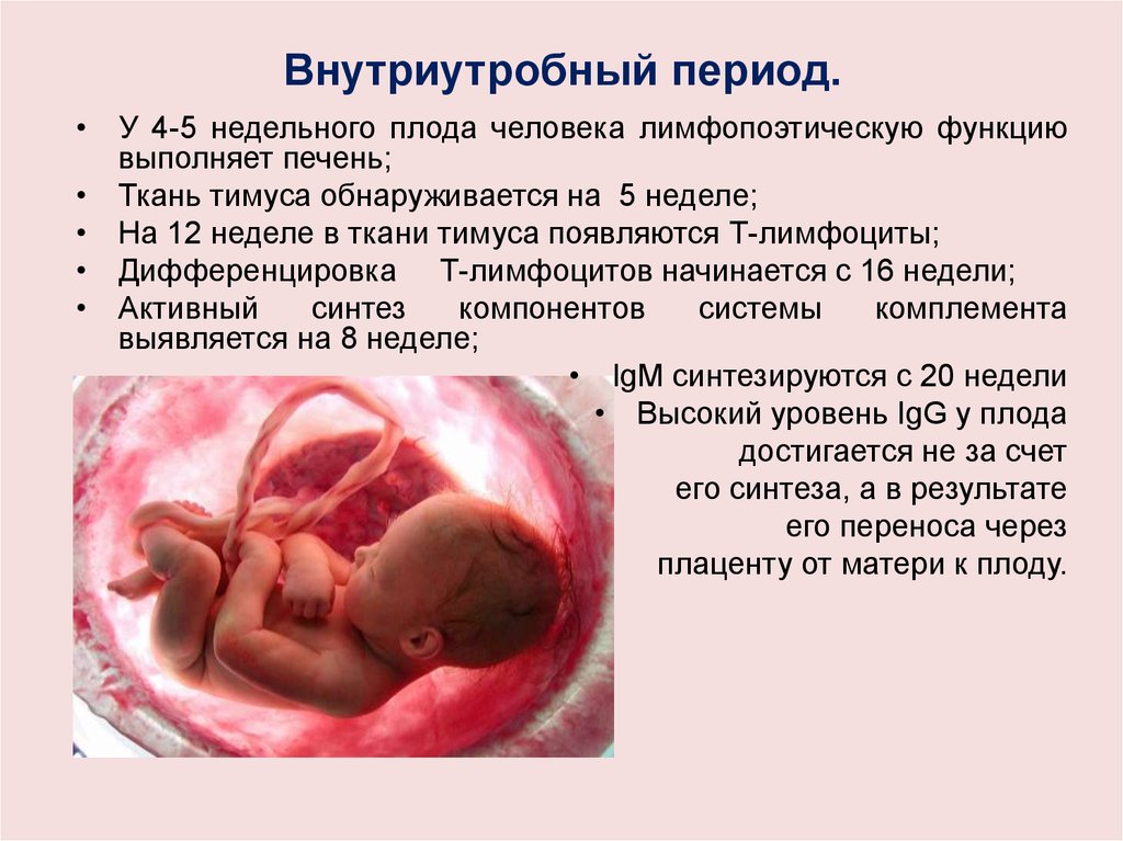 Презентация по биологии 8 класс внутриутробное развитие организма развитие после рождения