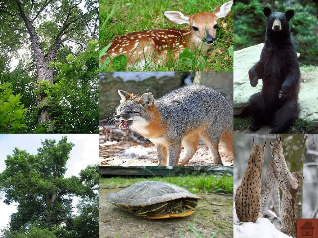 Животный мир северной америки кратко. Растительный и животный мир Америки. США растительность и животный мир. Представители фауны Северной Америки.
