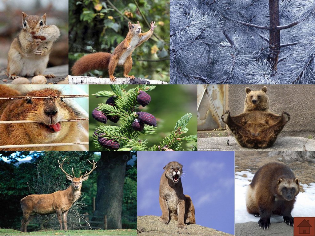 Fauna of russia. Животный растительный мир Америки Северной Америки. Фауна тайги Северной Америки. Росстительныйи животный мир.