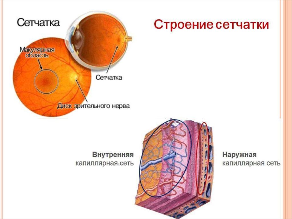 Внутренняя сетчатка. Внутренняя оболочка сетчатка строение. Строение сетчатки глаза анатомия. Строение сетчатки глаза гистология. Сетчатая оболочка глаза анатомия.
