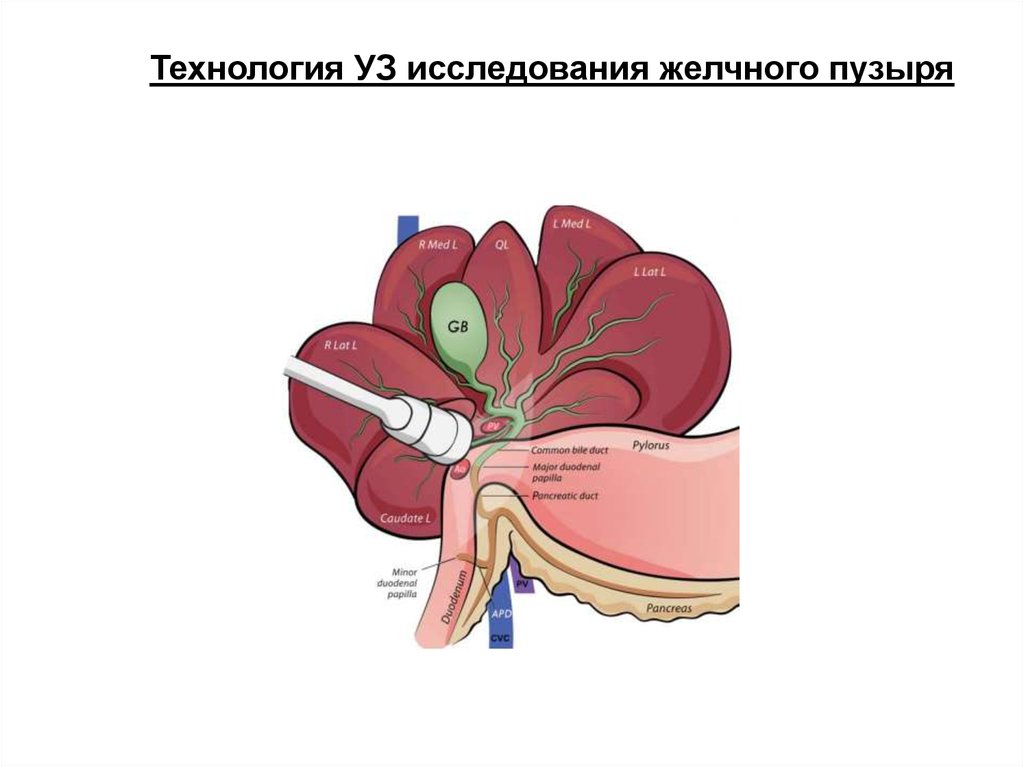 Обследование печени