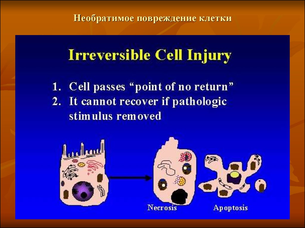Тест повреждение клетки. Обратимое повреждение клеток. Обратимые и необратимые повреждения клетки. Необратимые клеточные повреждения. Необратимая проверждний клетки.