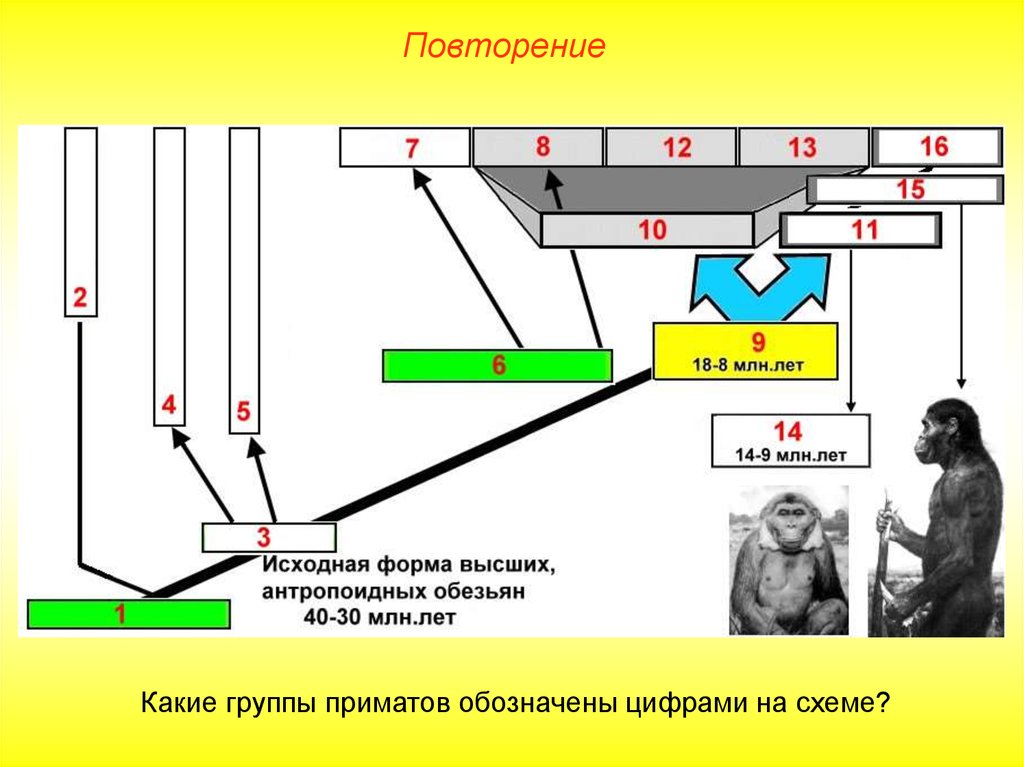 Принцип примата. Происхождение приматов схема. Схема высших приматов. Общая схема происхождения человека. Потомки приматов схема.