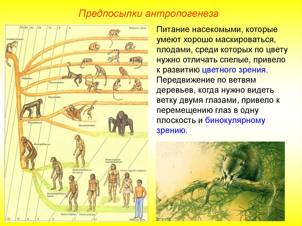 Происхождение человека антропогенез презентация