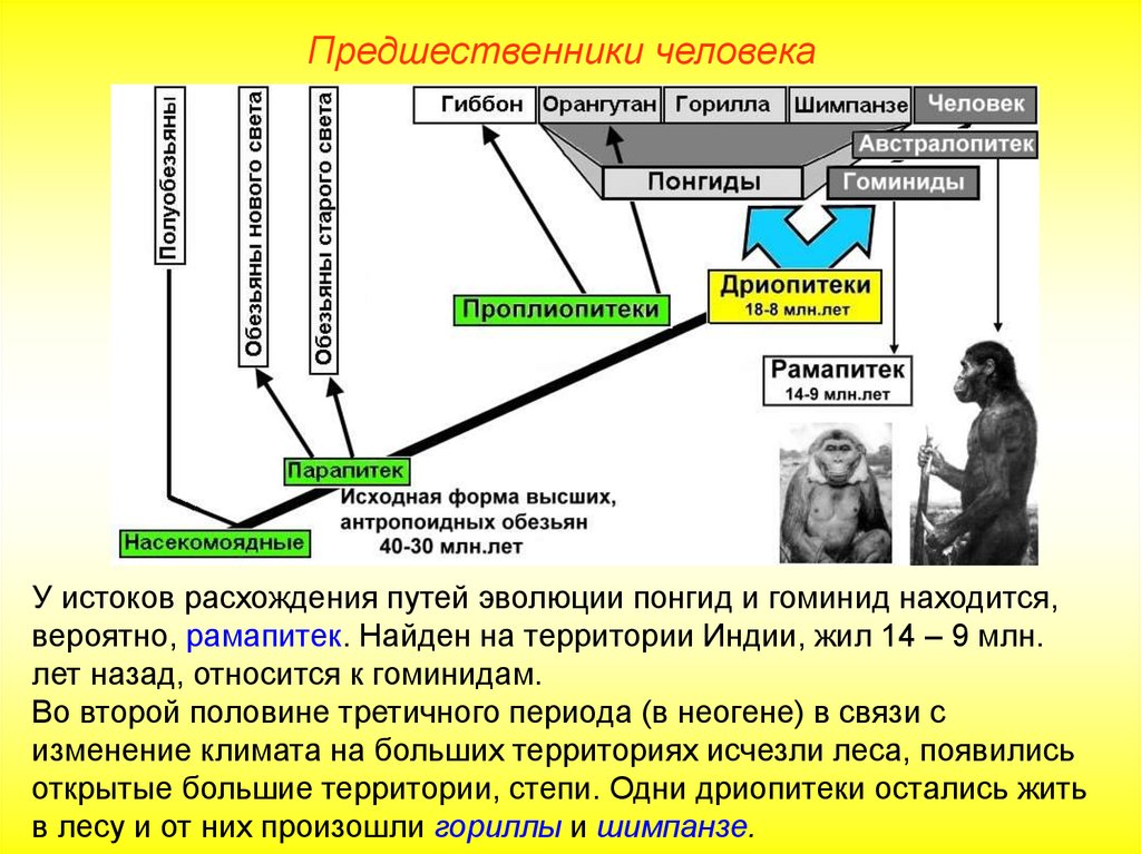 Эволюционное Древо понгид и гоминид