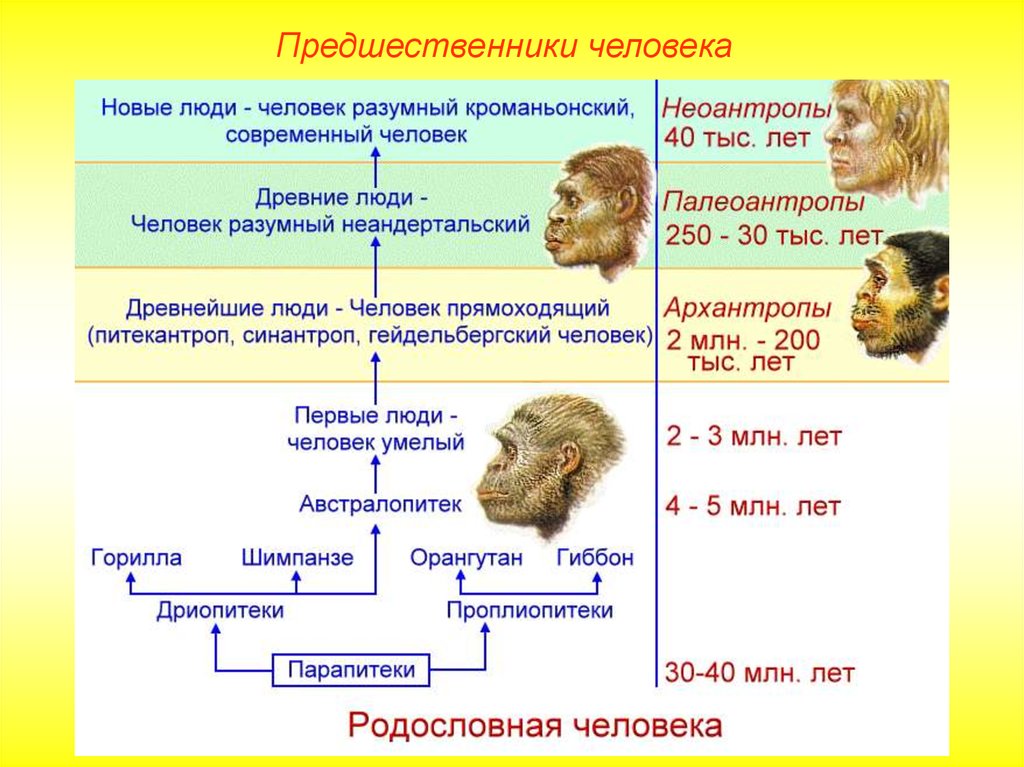 Древнейшие люди таблица. Предшественники человека. Древнейшие люди и предшественники человека. Этапы эволюции человека и расы. Предшественники современного человека.