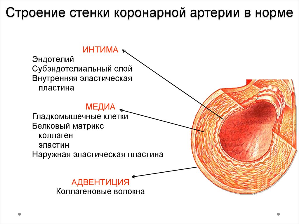 Сосуды образованы. Строение стенки коронарной артерии. Строение оболочки артерии. Схематическое строение стенок артерий. Строение артериальной стенки в норме.