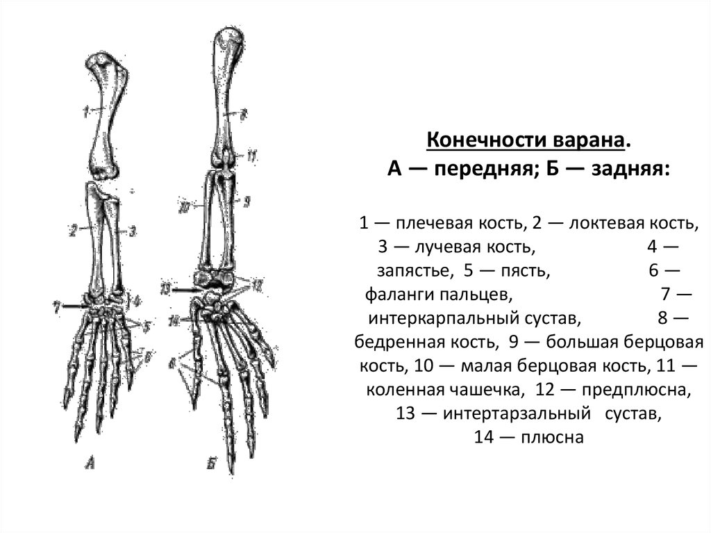 Скелет конечностей у птиц состоит из. Скелет задней конечности птицы лучевая кость. Скелет задней конечности ящерицы. Скелет передней конечности рептилии. Пояс передней конечности рептилий.