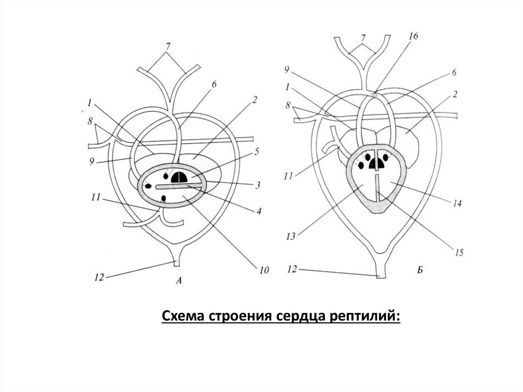 Сердце пресмыкающихся схема