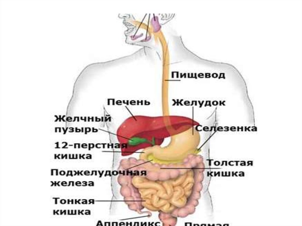 Расположение поджелудочной железы в организме человека схема расположения