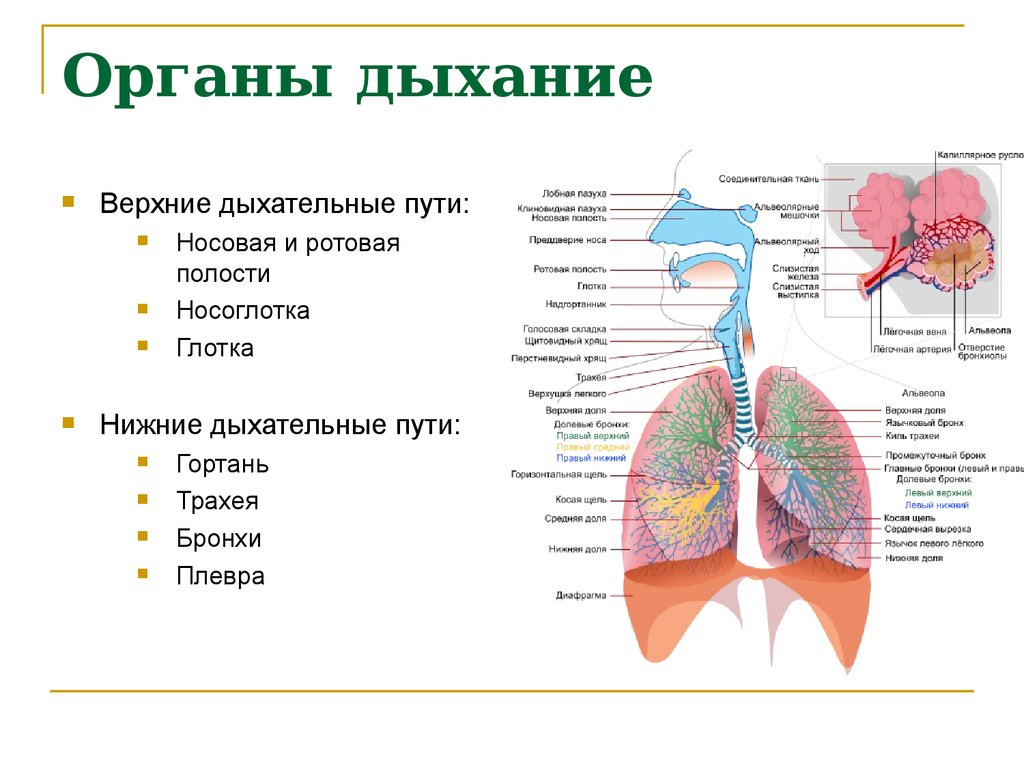 Фото дыхательной системы человека с надписями