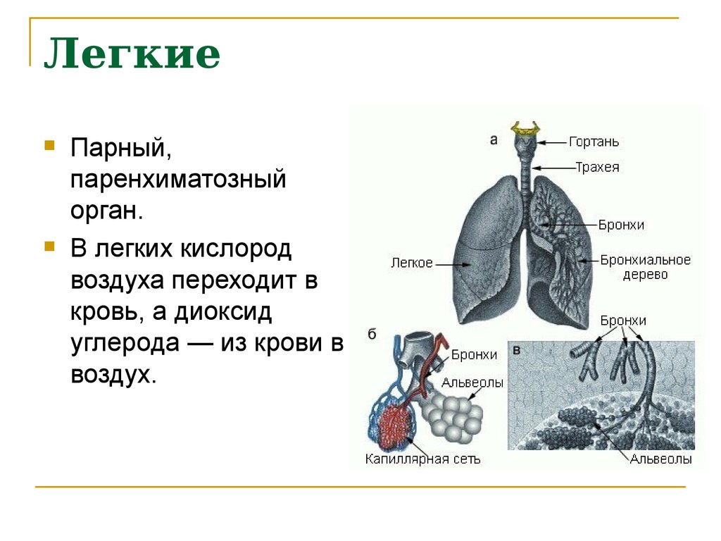Легкие принимают. Паренхиматозные органы дыхательной системы. Легкие. Легкие это паренхиматозный орган.