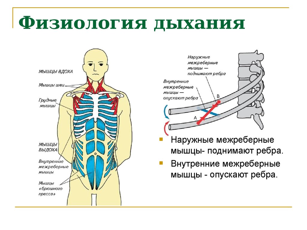 Особенности внутреннего дыхания. Физиология процесса дыхания. Схема дыхательные мышцы физиология. Физиология процесса дыхания выдох. Наружные межреберные мышцы.