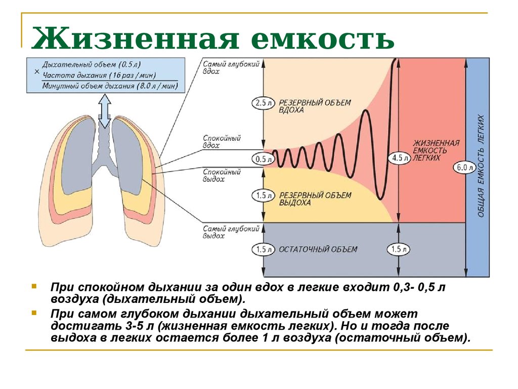 Схема функционального деления общей емкости легких среднестатистического взрослого человека