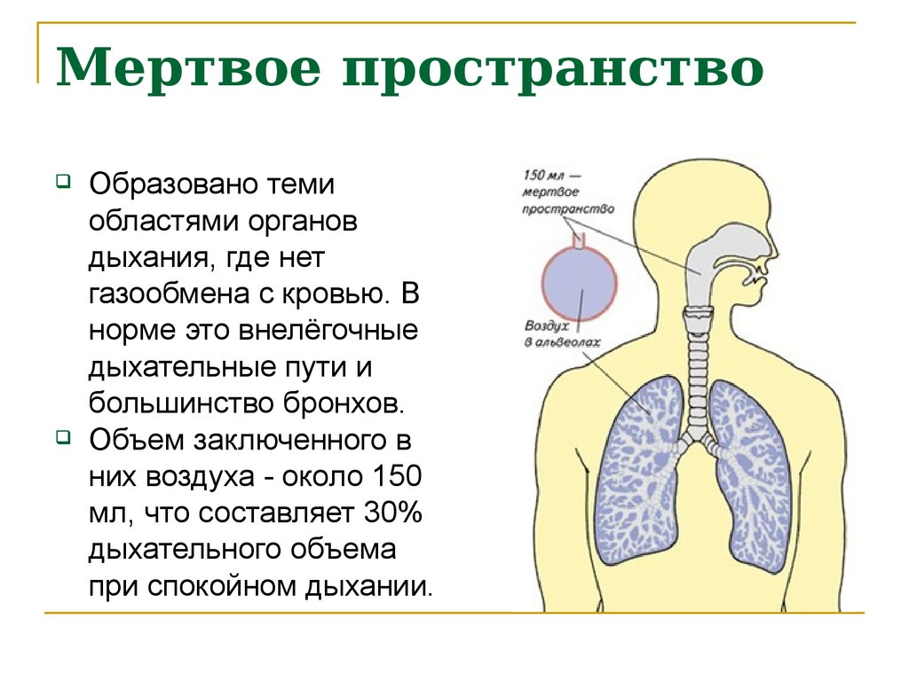Что происходит у человека во время выдоха. Объем мертвого пространства дыхательной системы составляет. Дыхательное Мертвое пространство. Органы дыхания. Объем мертвого пространства легких.