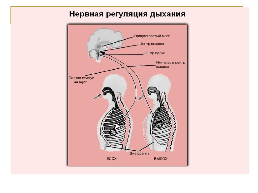 Вспомните как регулируется дыхание у человека зная