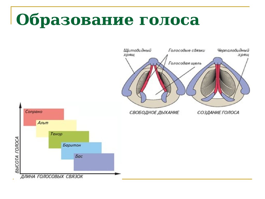 Образование голоса. Длина голосовых связок. Голосовые связки как образуется голос. Длина голосовых связок человека.