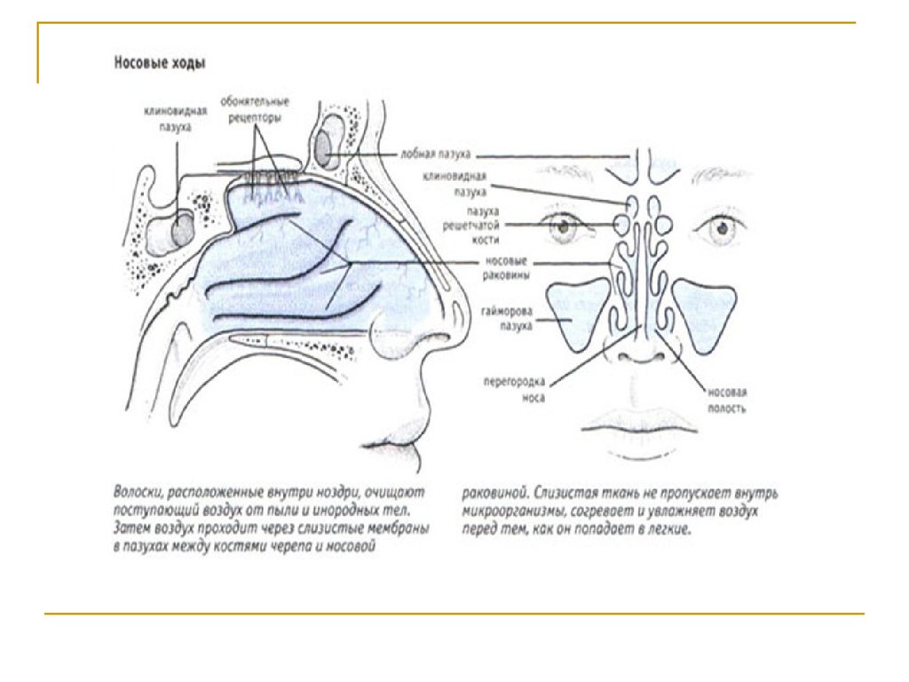 Как проходит воздух через нос схема - 95 фото