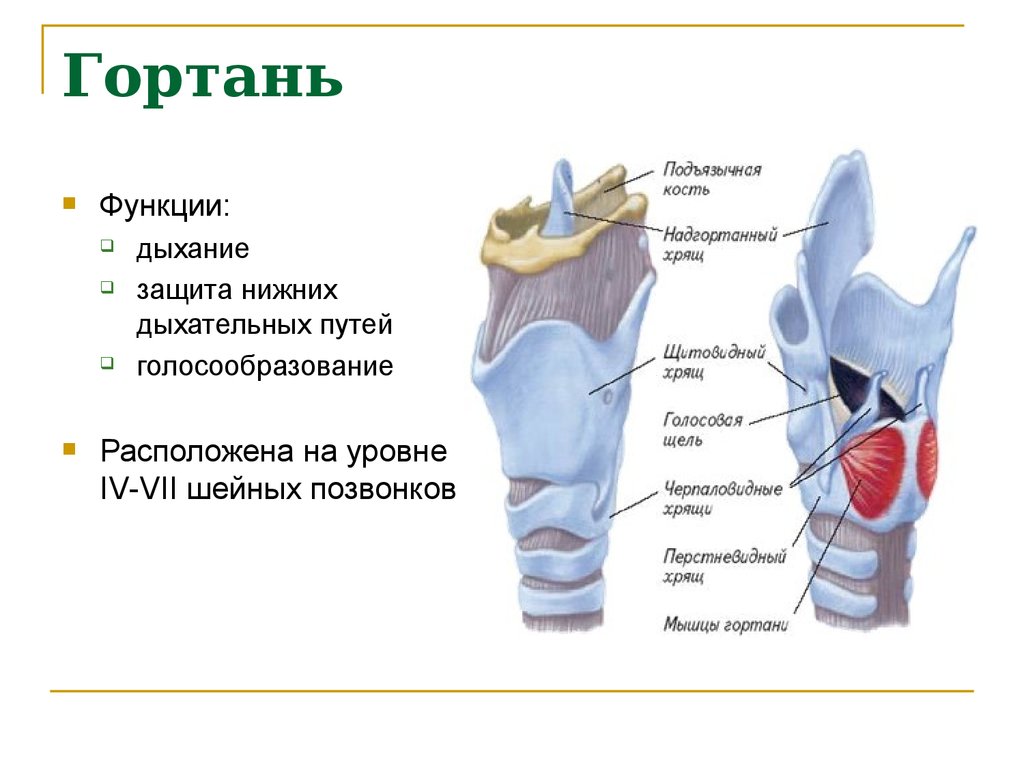 В какую систему органов входит гортань. Гортань анатомия человека строение и функции. Строение гортани и функция гортани. Дыхательная система гортань строение. Гортпрь строение и функции.