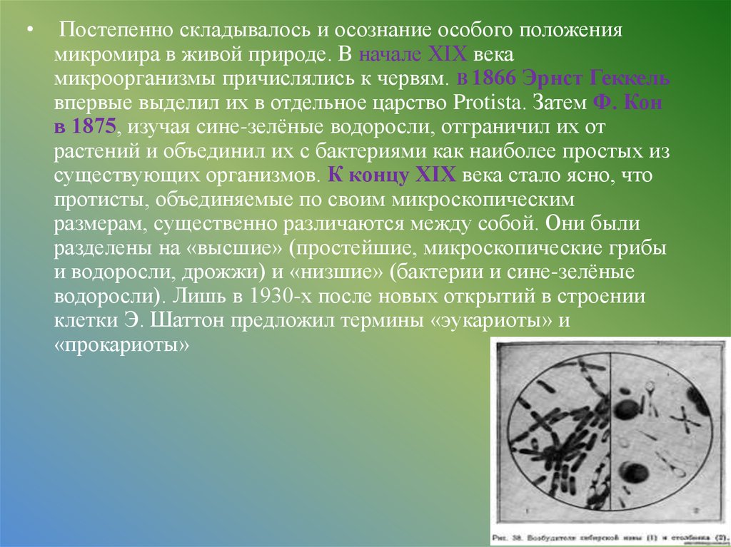 Кое это микробиология. Микробиология. Микробиология золотой век в микробиологии. Сферула это микробиология. VRSA микробиология.