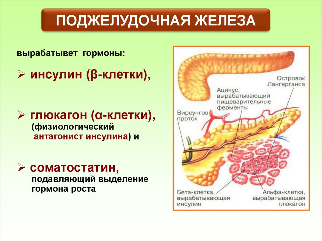Соматотропин поджелудочной железы. Строение и физиология поджелудочной железы. Физиологическая роль гормонов поджелудочной. Функции поджелудочной железы схема. Клетки поджелудочной железы вырабатывающие гормоны.