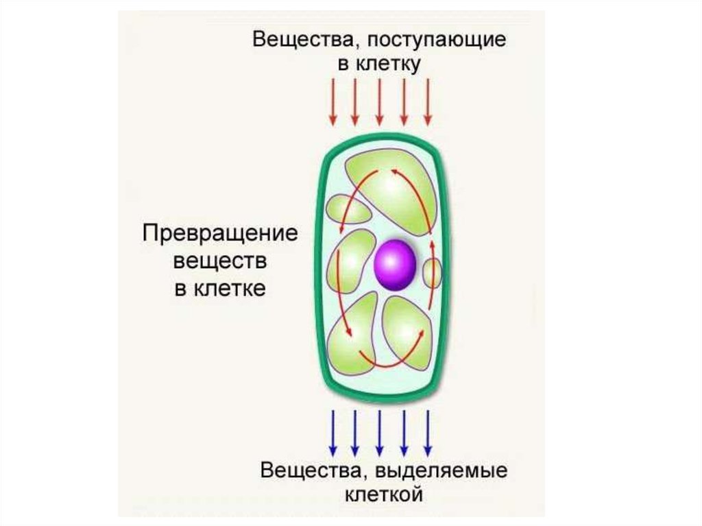Веществ на клеточном уровне. Жизнедеятельность клетки обмен веществ клетки. Поступление веществ в клетку. Жизнедеятельность клетки питание клетки. Питательные вещества клетки.