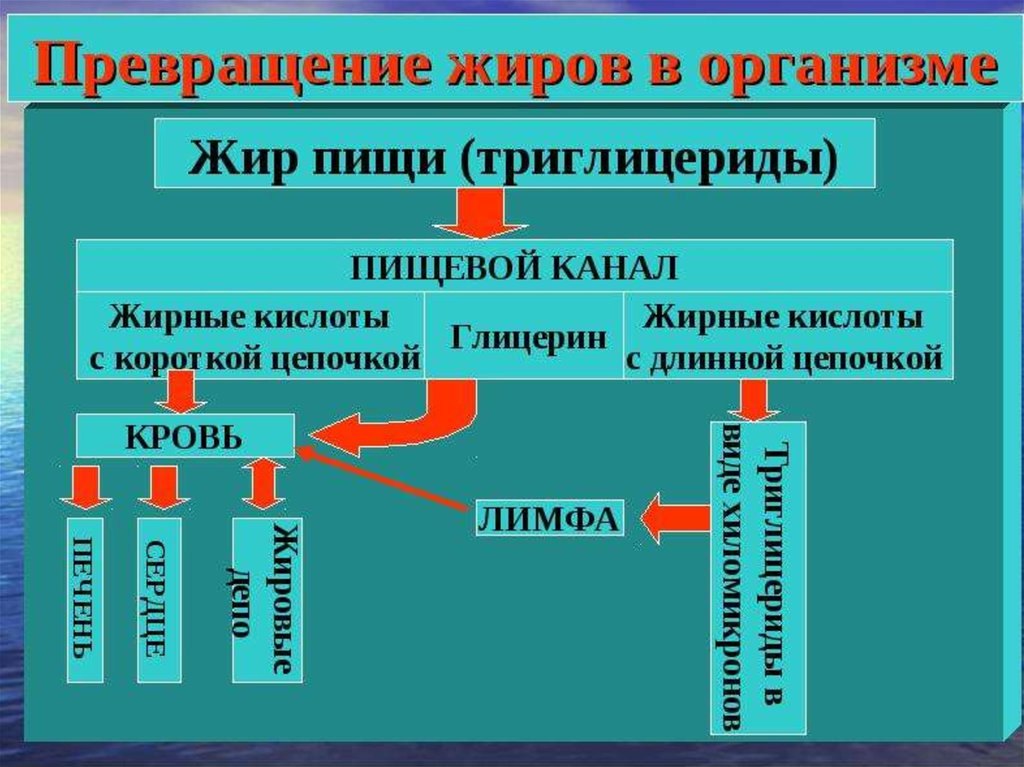 Обмен веществ и питание презентация