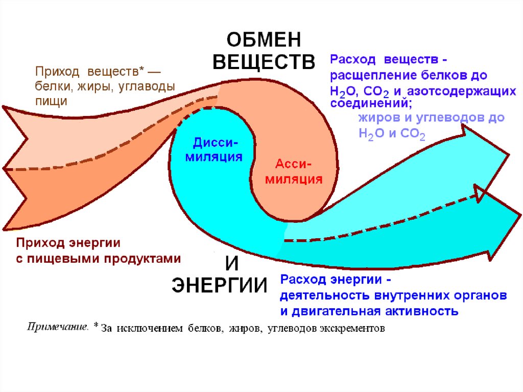 Понятие об обмене энергии схема обмена энергии в организме