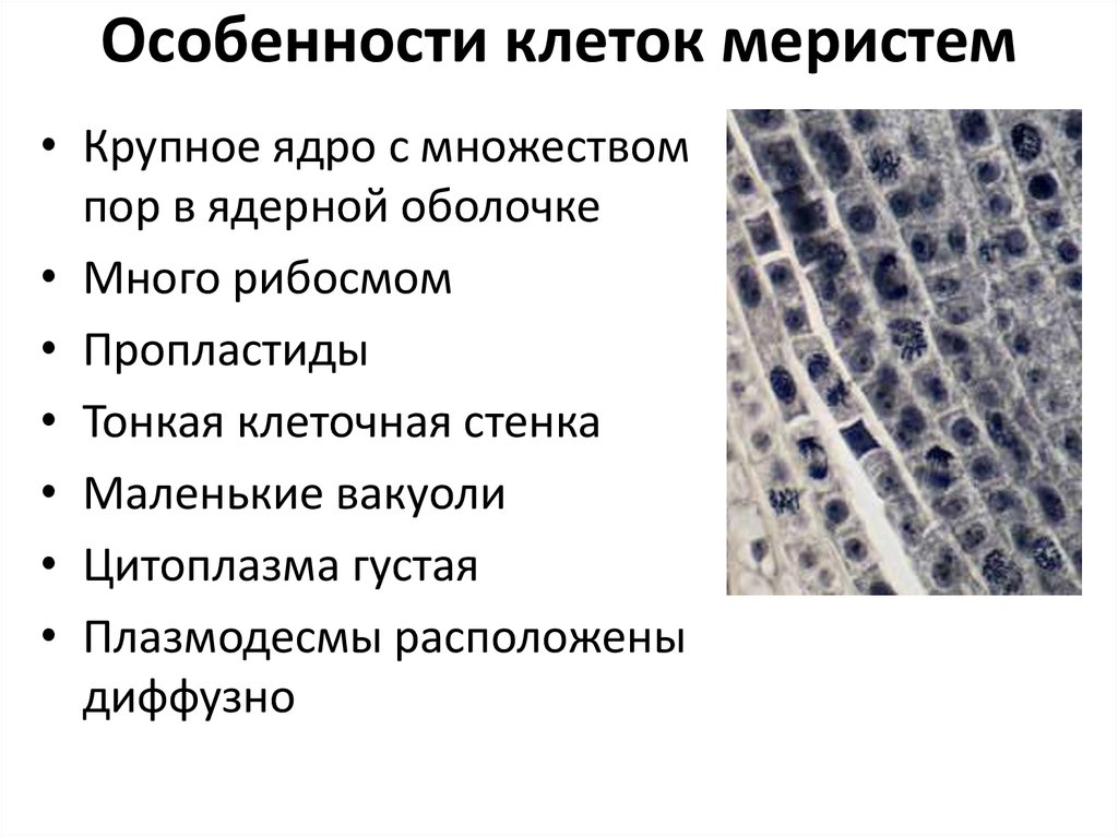 Меристема образует. Особенности строения клеток меристем. Меристема ткани растений. Особенности клеток образовательной ткани. Характеристика клеток апикальной меристемы.