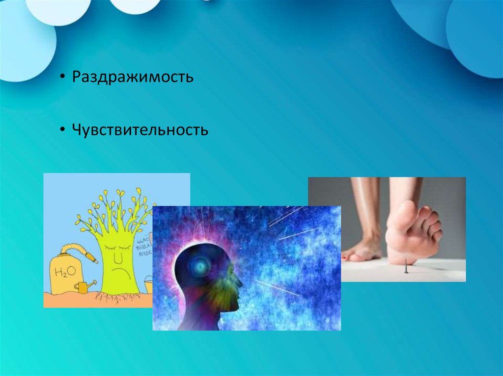 Отражение раздражимость чувствительность. Раздражимость и чувствительность. раздражимость и чувствительность в психологии. раздражимость картинки. раздражимость картинки человек.