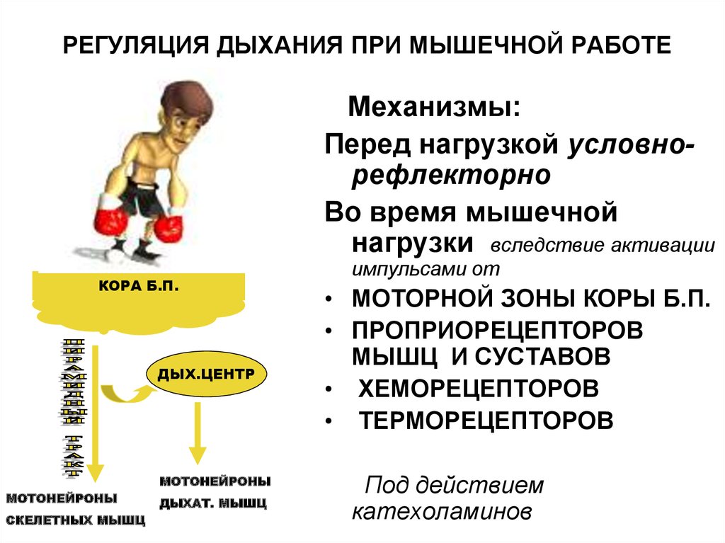 Механизмы дыхания регуляция дыхания. Регуляция дыхания при физической нагрузке физиология. Регуляция дыхания при мышечной нагрузке. Регуляция дыхания при мышечной работе. Особенности дыхания при мышечной работе.