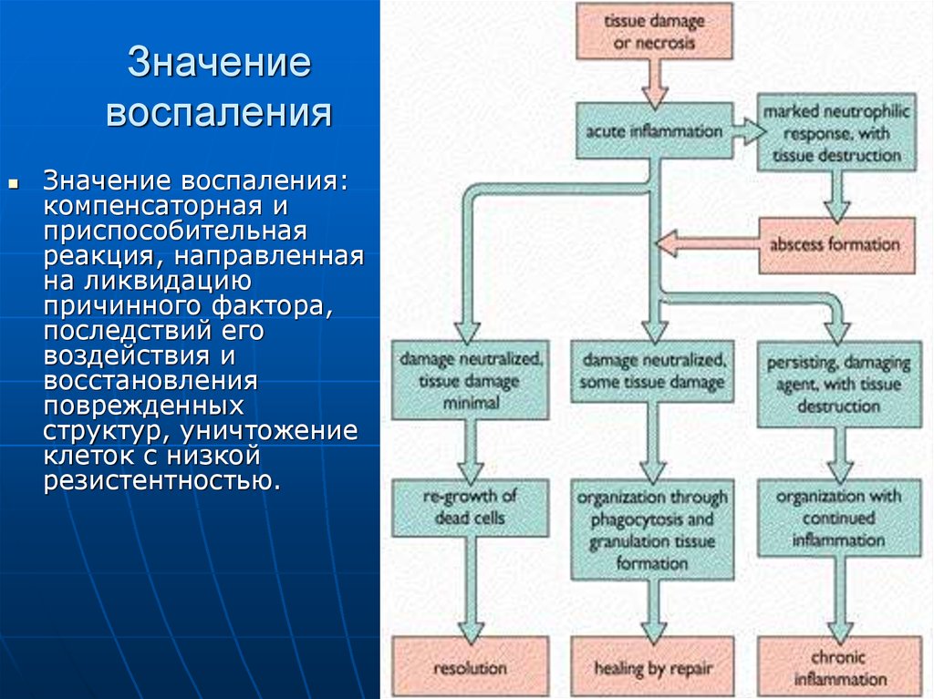 Компенсаторно приспособительные реакции схема