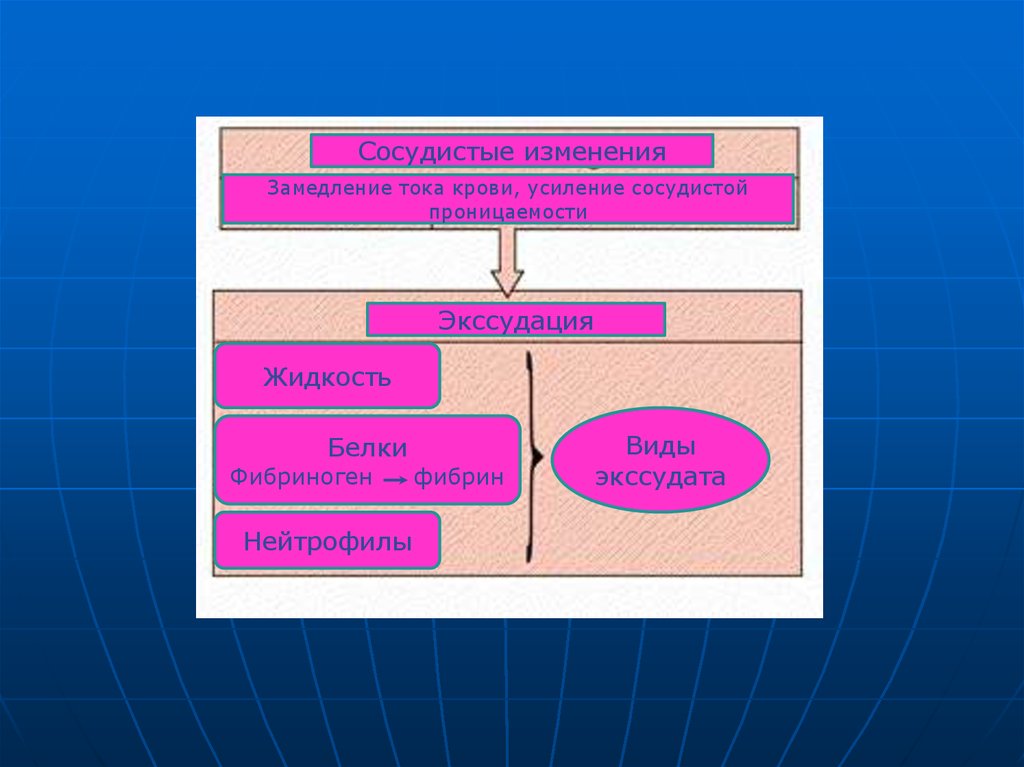 Какие процессы предшествуют экссудации см схему