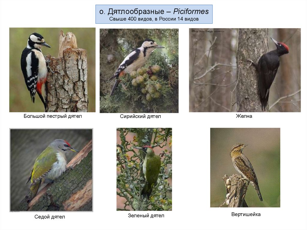 400 видов. Систематика дятла. Большой пестрый дятел систематика. Дятлы виды классификация. Отряды Дятлообразные по зоологии.