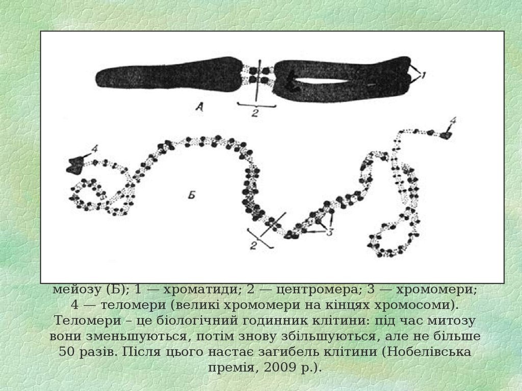 Морфология хромосоми в метафазі митозу (А) і в профазі мейозу (Б); 1 — хроматиди; 2 — центромера; 3 — хромомери; 4 — теломери