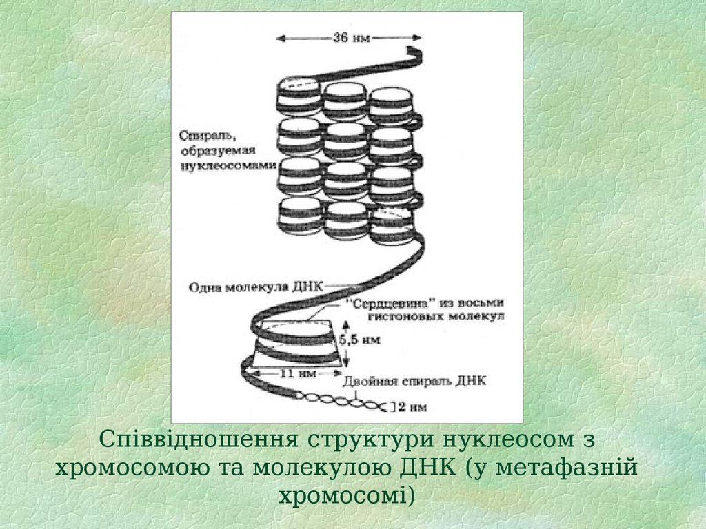 Співвідношення структури нуклеосом з хромосомою та молекулою ДНК (у метафазній хромосомі)