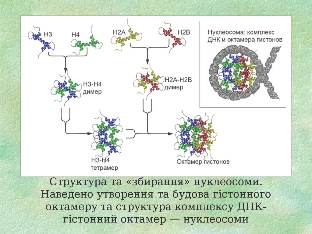 Наследственный материал ядра. ДНК гистон н1. Строение белков гистонов. Октамер гистонов. Гистоны типы гистонов.