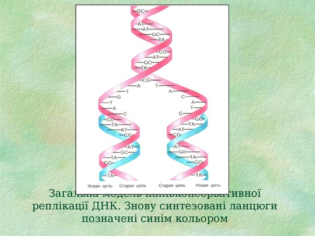 Загальна модель напівконсервативної реплікації ДНК. Знову синтезовані ланцюги позначені синім кольором