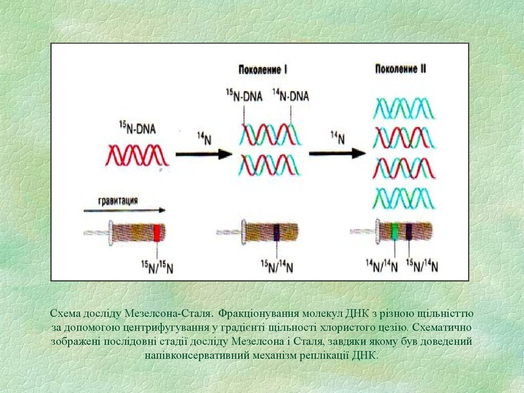 Схема досліду Мезелсона-Сталя. Фракціонування молекул ДНК з різною щільністтю за допомогою центрифугування у градієнті