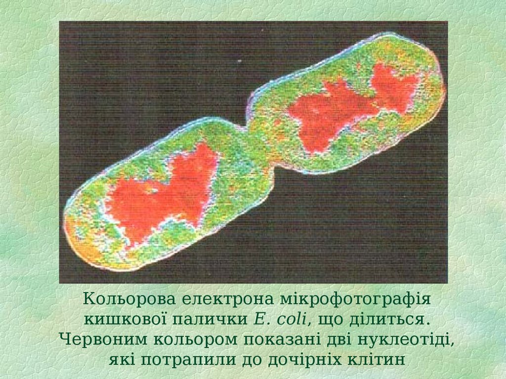 Кольорова електрона мікрофотографія кишкової палички E. coli, що ділиться. Червоним кольором показані дві нуклеотіді, які