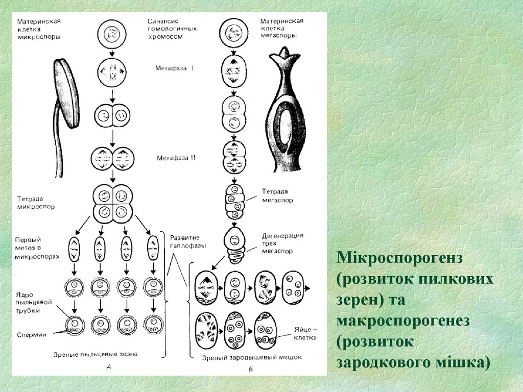 Спермии сосны образуются в результате. Материнская клетка микроспоры. Материнская клетка мегаспоры. Макроспорогенез. Материнская клетка микроспоры при микроспорогенезе делится.