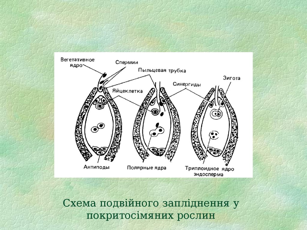 Схема подвійного запліднення у покритосімяних рослин