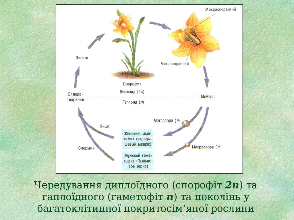 Чередування диплоїдного (спорофіт 2n) та гаплоїдного (гаметофіт n) та поколінь у багатоклітинної покритосім’яної рослини