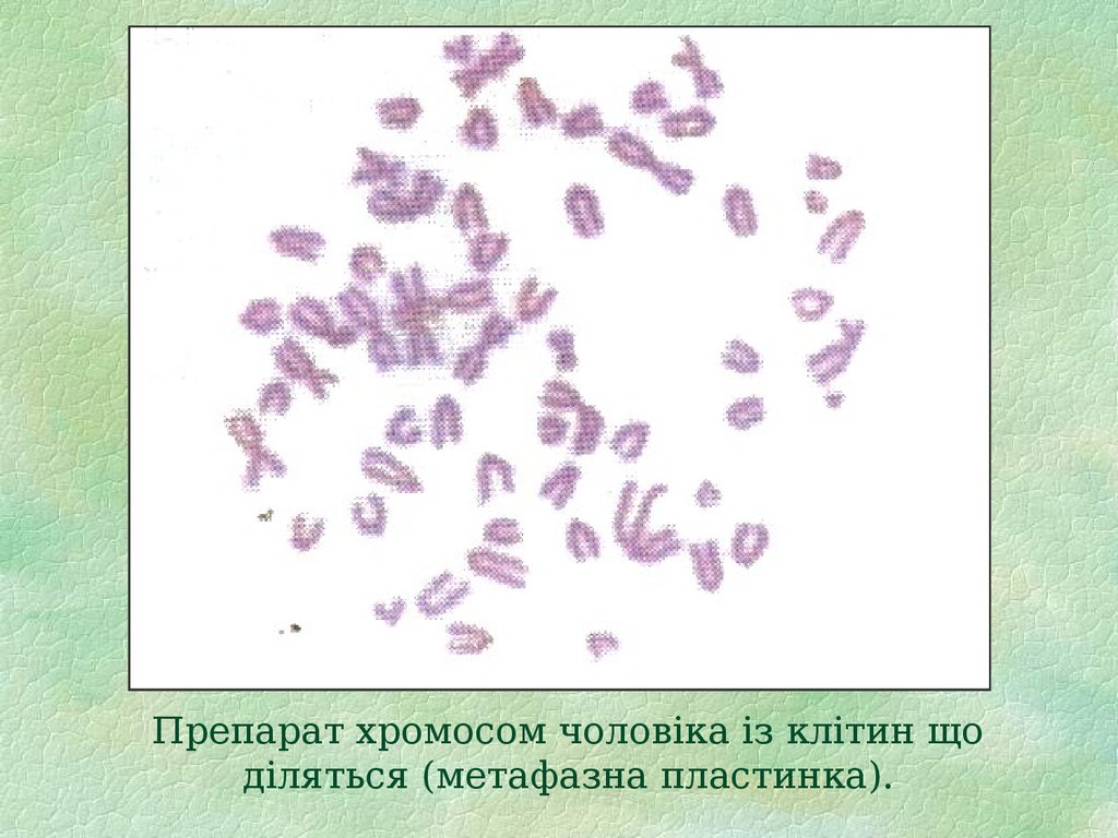 Препарат хромосом чоловіка із клітин що діляться (метафазна пластинка).