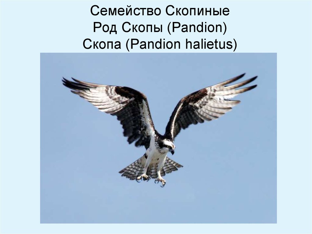 Семейство Скопиные Род Скопы (Pandion) Скопа (Pandion halietus)