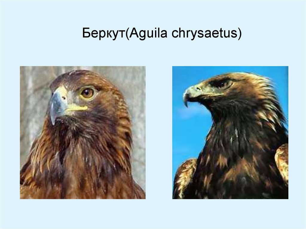 Беркут(Aguila chrysaetus)