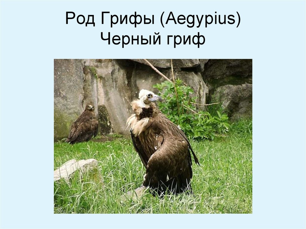 Род Грифы (Aegypius) Черный гриф