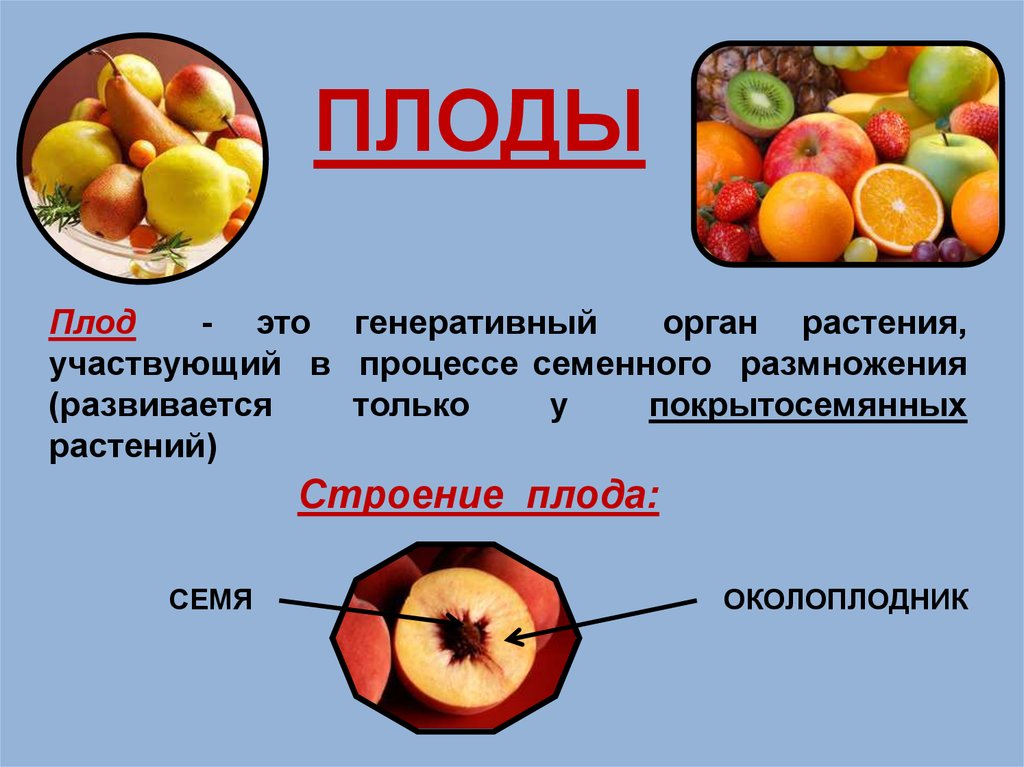 Давать плоды результаты. Строение плода покрытосеменных растений. Плод это в биологии. Плоды растений. Плоды строение и классификация плодов.
